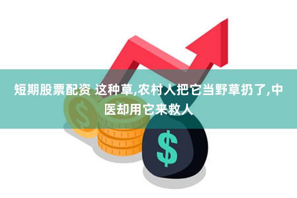 短期股票配资 这种草,农村人把它当野草扔了,中医却用它来救人