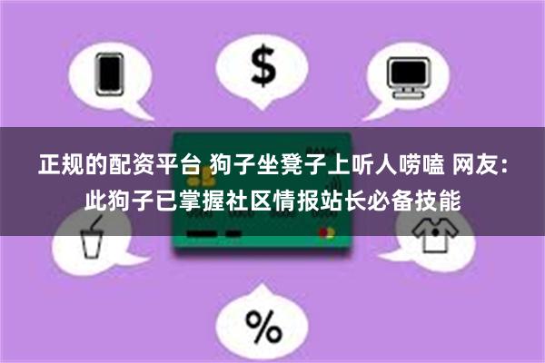 正规的配资平台 狗子坐凳子上听人唠嗑 网友：此狗子已掌握社区情报站长必备技能